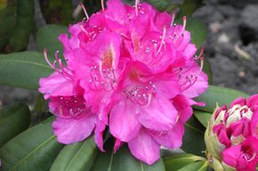 Rhododendron hybride 'Catharine van Tol'