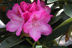 Rhododendron hybride 'Constanze'