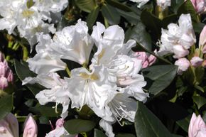 Rhododendron hybride 'Cunningham's White'