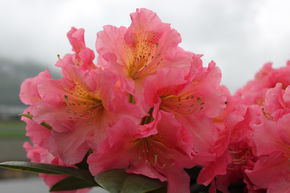 Rhododendron hybride 'Dolcemente' INKARHO