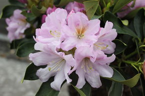 Rhododendron hybride 'Dufthecke�' lilas, INKARHO