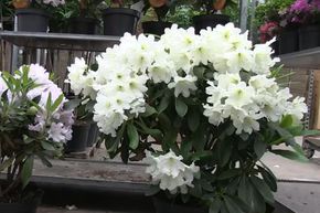Rhododendron hybride 'Dufthecke�' blanc, INKARHO