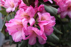 Rhododendron hybride 'Duke of York' INKARHO