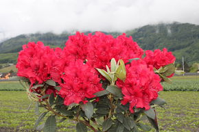 Rhododendron 'Erato�'