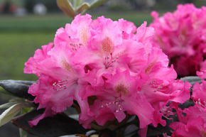 Rhododendron hybride 'Fidelius' INKARHO