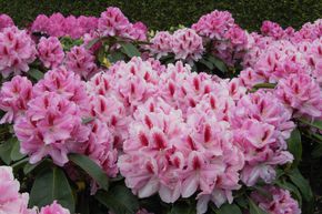 Rhododendron 'Furnivall's Daughter'