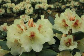 Rhododendron 'Bouquet d'or' / 'Goldbukett'