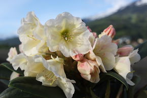 Rhododendron hybride 'Golden Melodie' INKARHO