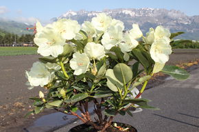 Rhododendron hybride hybride 'Goldkrone�' INKARHO