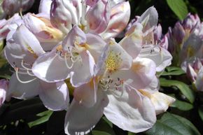 Rhododendron hybride 'Gomer Waterer'