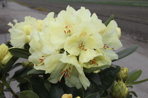 Rhododendron hybride 'Graf Lennart' INKARHO