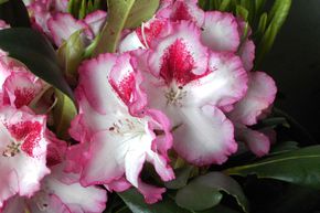 Rhododendron hybride 'Hachmann's Charmant'