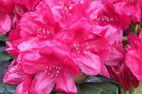 Rhododendron hybride 'Hachmann's Feuerschein'