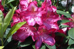 Rhododendron hybride 'Junifeuer'