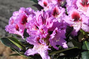 Rhododendron hybride hybride 'Kabarett�'