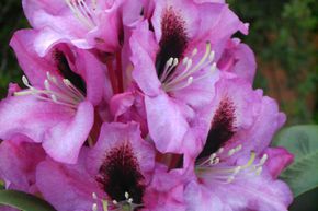 Rhododendron hybride hybride 'Kokardia�'
