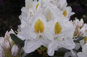 Rhododendron 'Madame Masson'