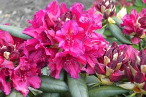 Rhododendron hybride 'Mrs. P. Den Ouden'