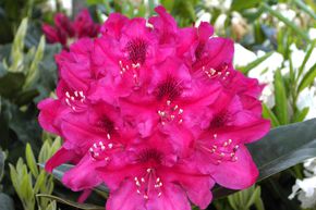 Rhododendron hybride 'Nova Zembla'