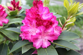 Rhododendron hybride 'Passion' INKARHO