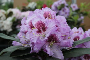 Rhododendron 'Pfauenauge�'