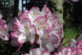 Rhododendron hybride 'Picotee'