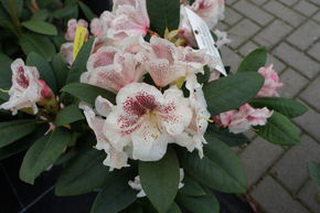 Rhododendron hybride 'Prinses Maxima'