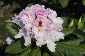 Rhododendron hybride 'Progres'