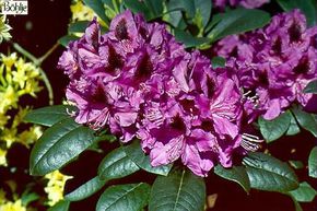 Rhododendron hybride 'Purple Splendour'