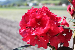 Rhododendron hybride hybride 'Rabatz�' INKARHO