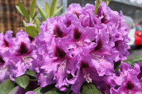 Rhododendron hybride 'Rasputin' INKARHO