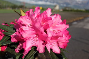 Rhododendron hybride 'Rosa Perle' INKARHO