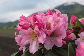 Rhododendron hybride 'Scintillation' INKARHO