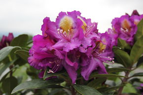Rhododendron hybride 'Tamarindos'