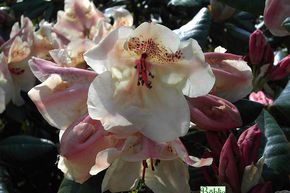 Rhododendron hybride 'Viscy'