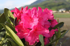 Rhododendron hybride 'Walk�re�'