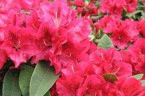 Rhododendron hybride 'Wilgen's Ruby'