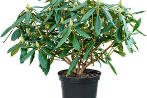 Rhododendron 'Marcel Menard'
