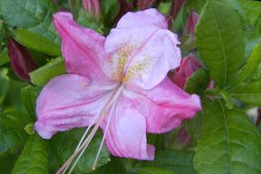 Rhododendron 'Rosata'