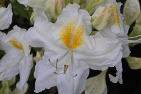 Rhododendron 'Schneegold' (Azal�e Knap-Hill)