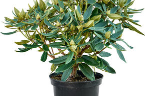 Rhododendron 'Vulcan Flame'