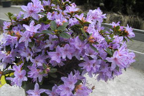 Rhododendron 'Moerheim'