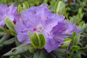Rhododendron 'Ramapo'