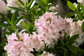 Rhododendron 'Bloombux�'