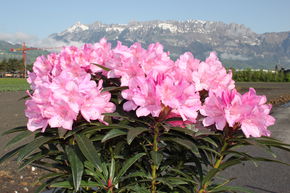 Rhododendron pontique 'Graziella'