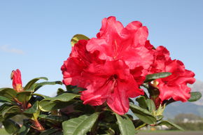 Rhododendron nain 'Scarlet Wonder'