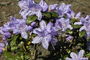 Rhododendron 'Azurwolke'
