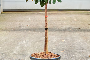Rhododendron yakushimanum 'Anuschka'