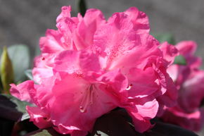 Rhododendron yak 'Anuschka'
