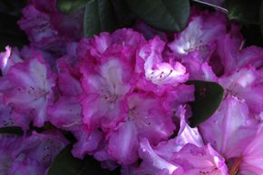 Rhododendron yak 'Blurettia'
